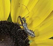 Insect